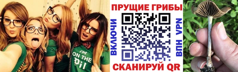 shop телеграм  Сальск  Галлюциногенные грибы Psilocybine cubensis 