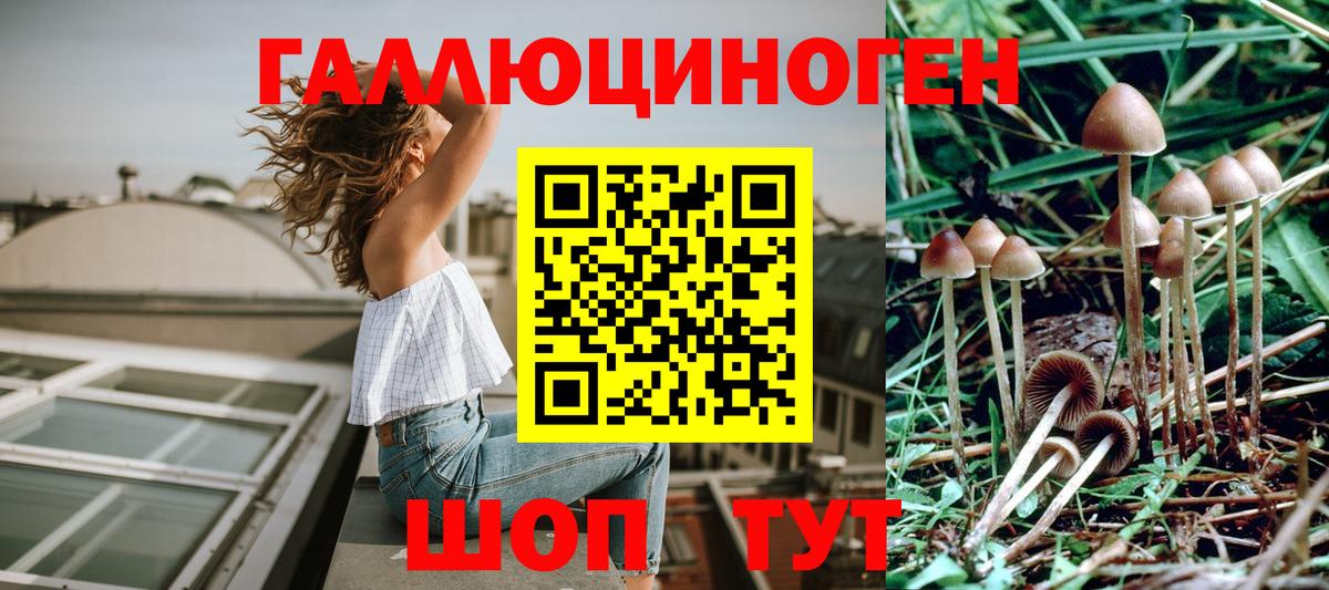 Сальск  Псилоцибиновые грибы Psilocybine cubensis  Вход с VPN 